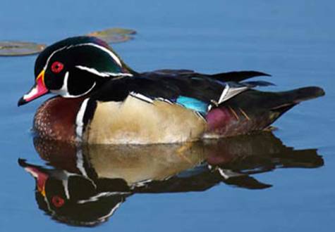 wood duck